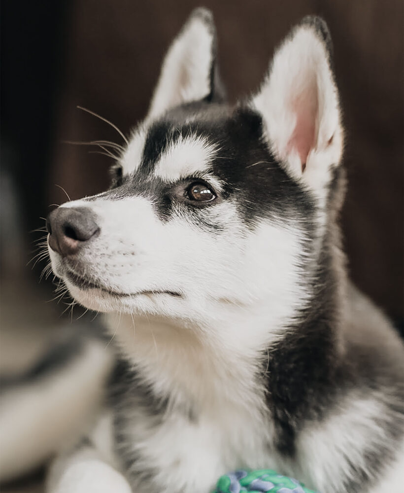 SIBE LIFE | Siberian Husky Puppy