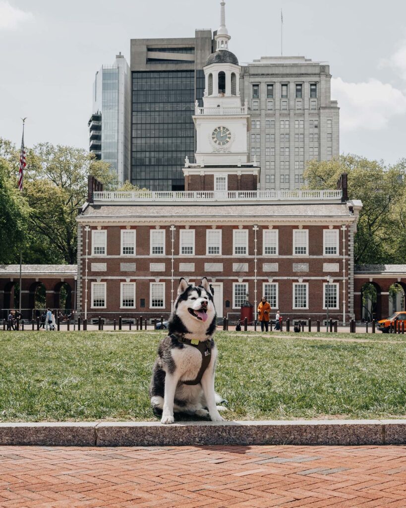 Gatsby the Siberian Husky visits Independence Hall in dog-friendly Philadelphia.