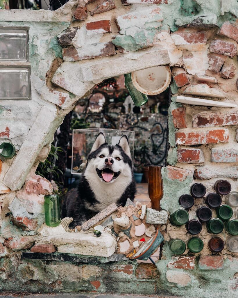 Siberian Husky visits Magic Garden in dog-friendly Philadelphia.