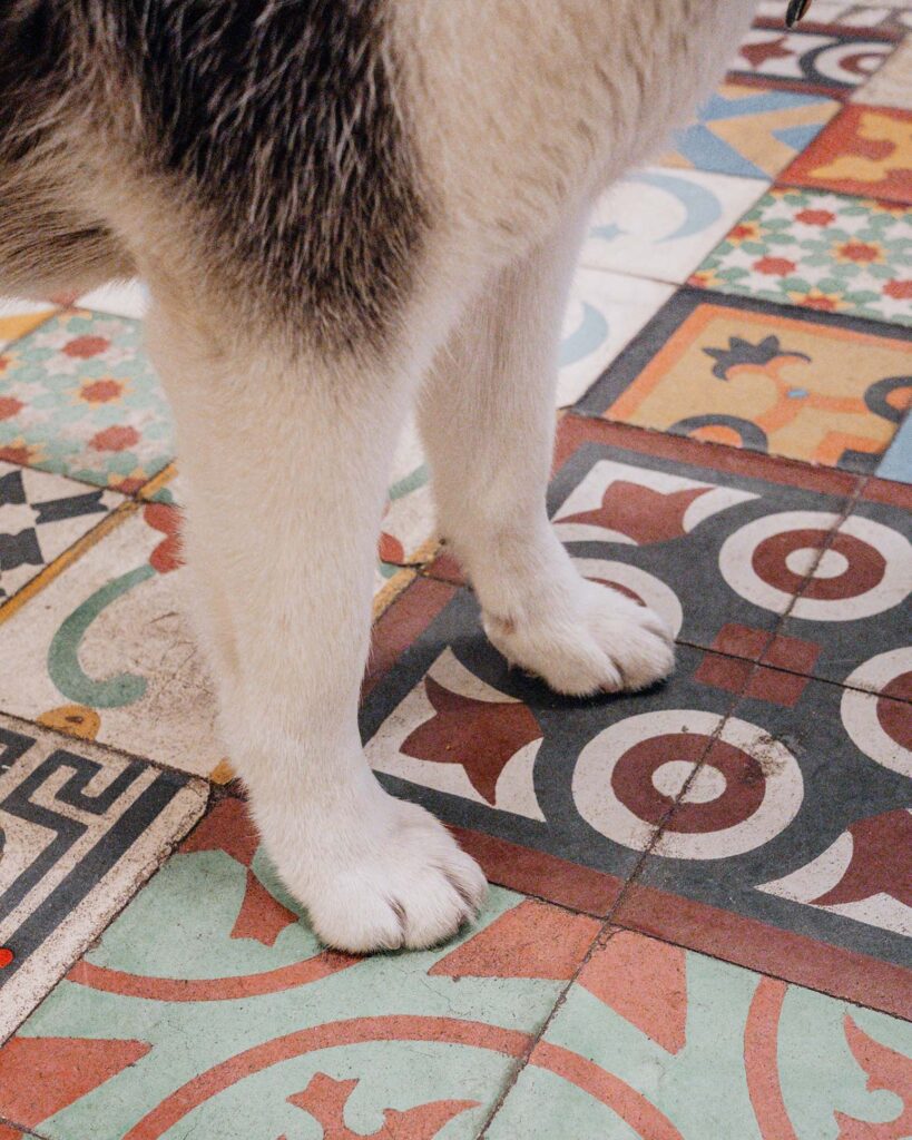 Siberian Husky dog paws on mosaic tiles at Magic Garden dog-friendly Philadelphia.