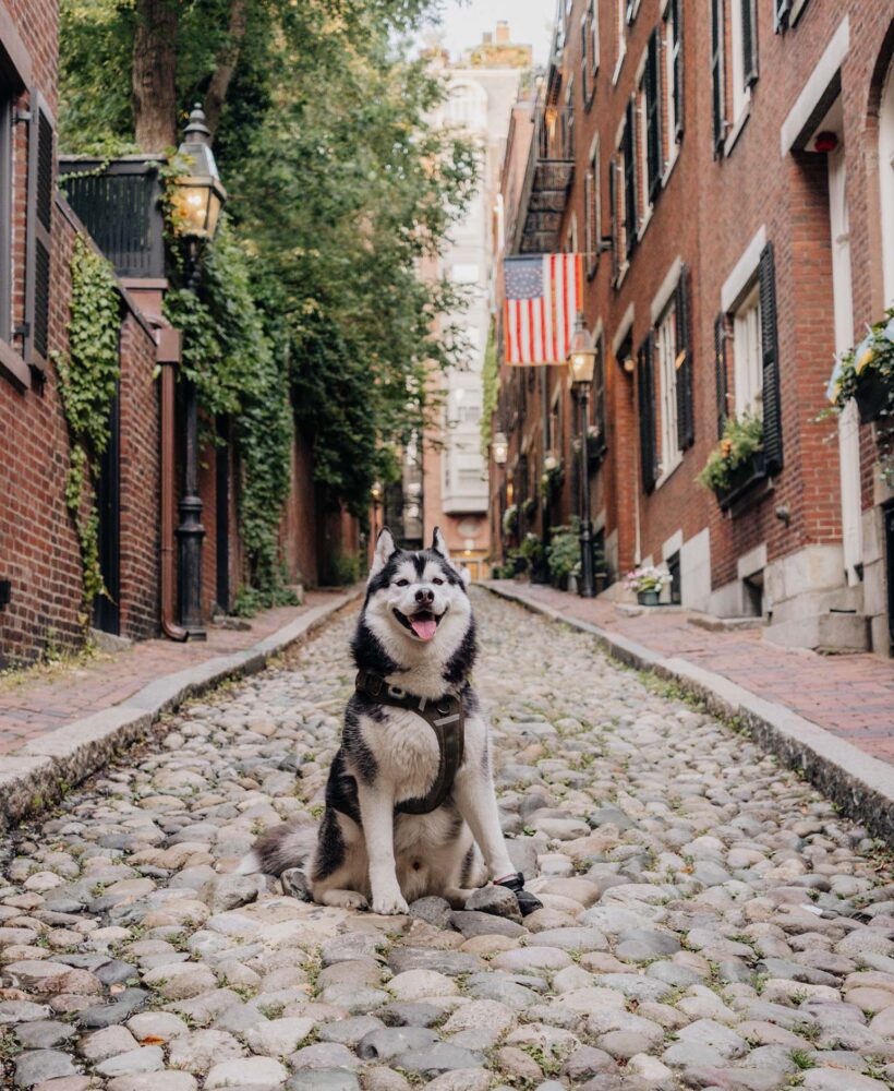 Best Dog-Friendly Things to do in Boston