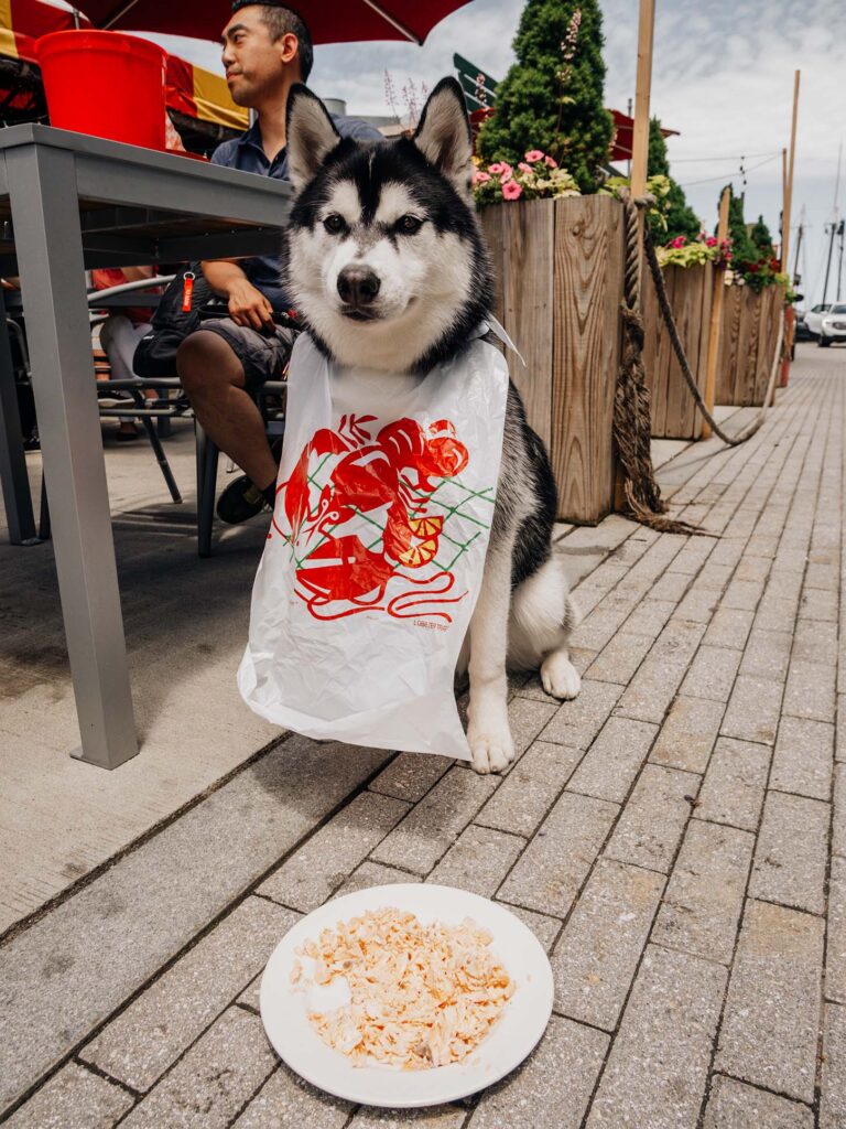 The Barking Crab, Boston. Dog-Friendly Restaurant in Boston