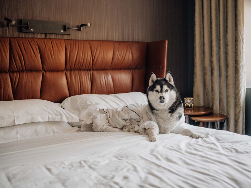 Kimpton Nine Zero | Dog Friendly Hotels in Boston