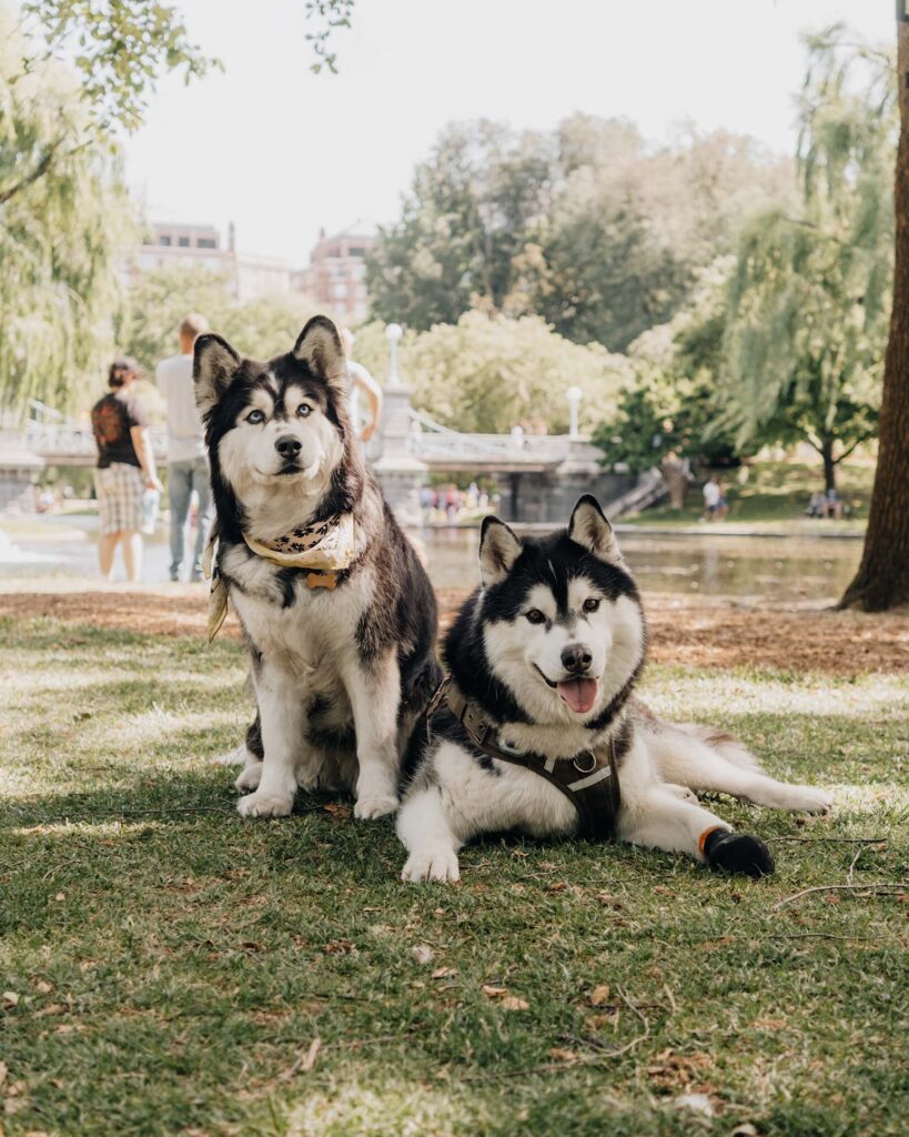 SIBE LIFE | Boston Public Garden | Dog-Friendly Boston