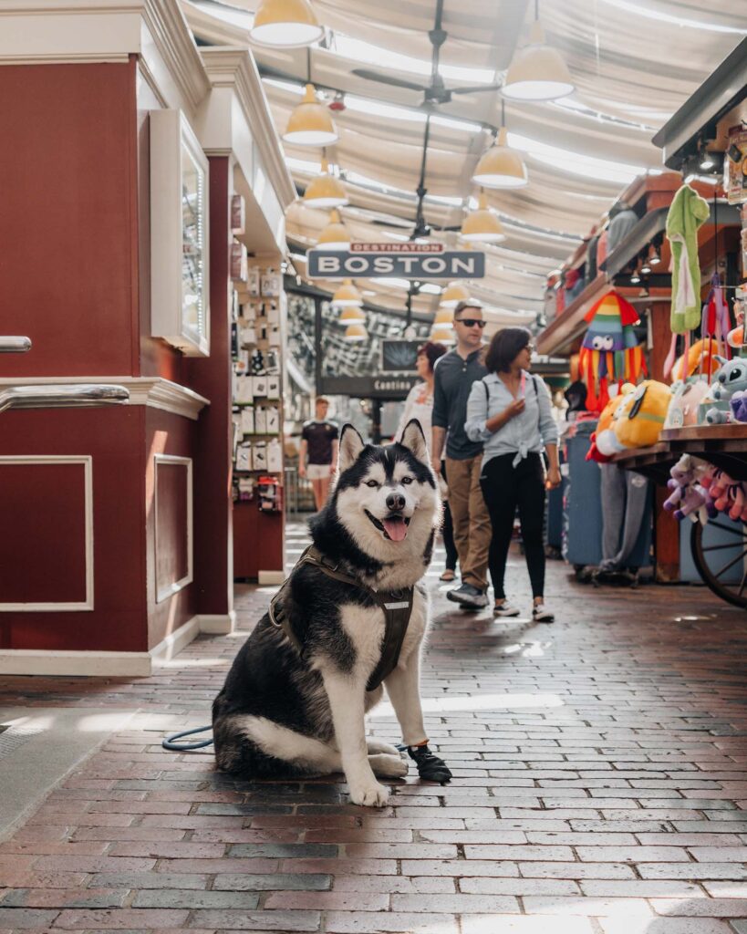 Faneuil Hall Marketplace | Dog-Friendly things to do in Boston
