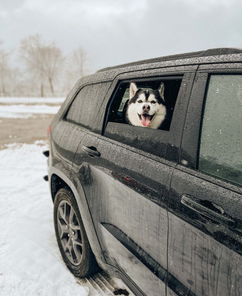 Siberian Husky Long Road Trip