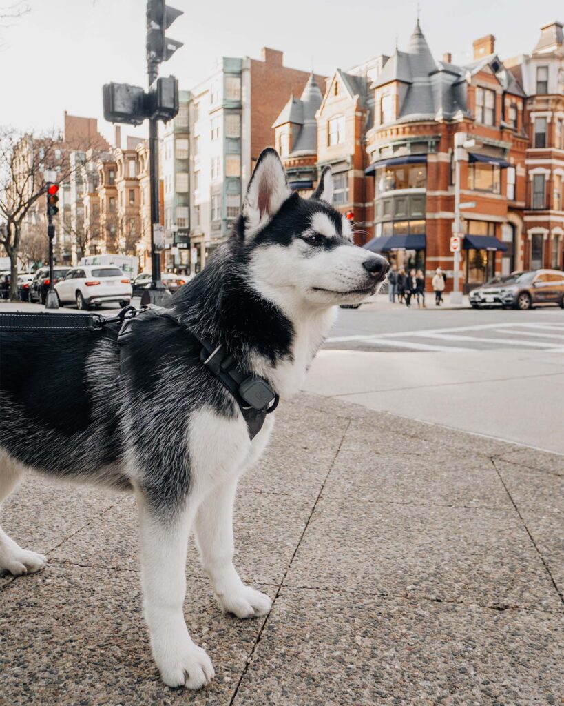 Newbury Street | Dog-Friendly things to do in Boston