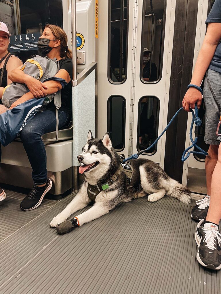 Dog-Friendly Public Transportation in Boston, MA