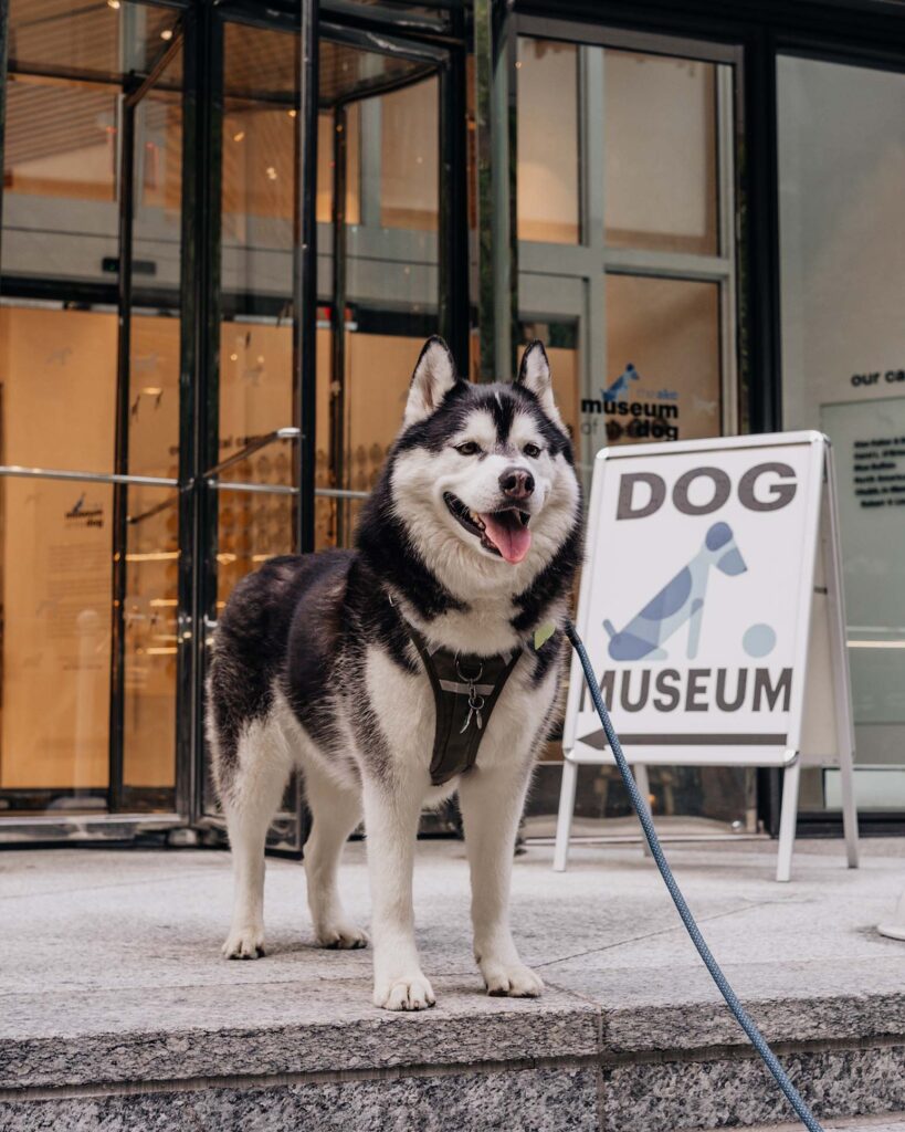 Dog-Friendly Museum in NYC | AKC Museum of the Dog
