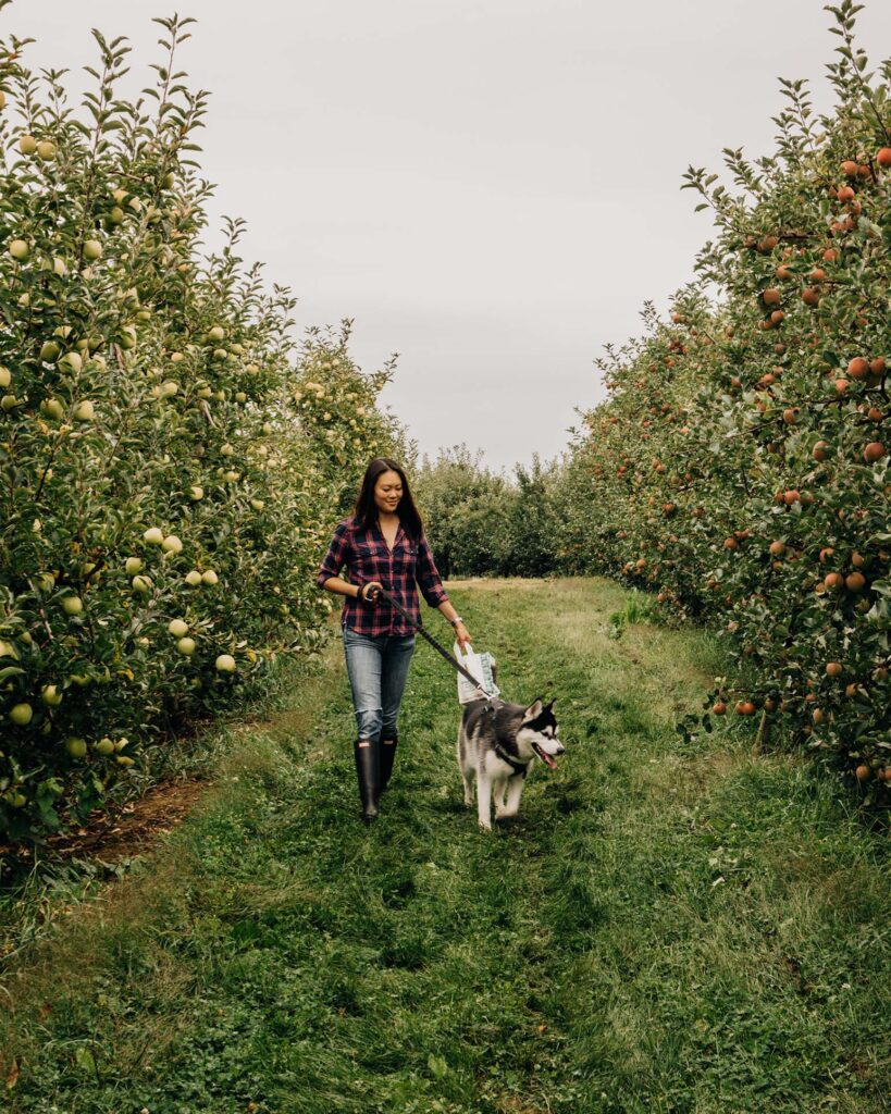 Dog-Friendly Apple Picking Near NYC