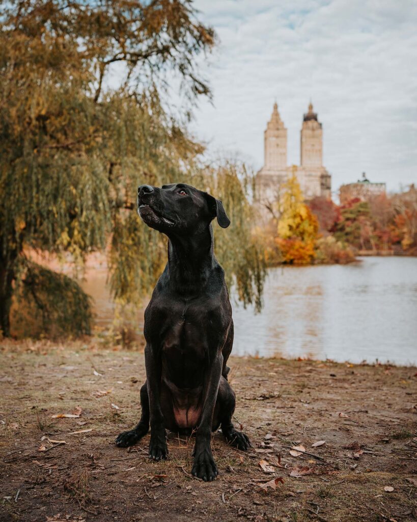 SIBE LIFE | Dog-Friendly Things to Do in NYC This Fall