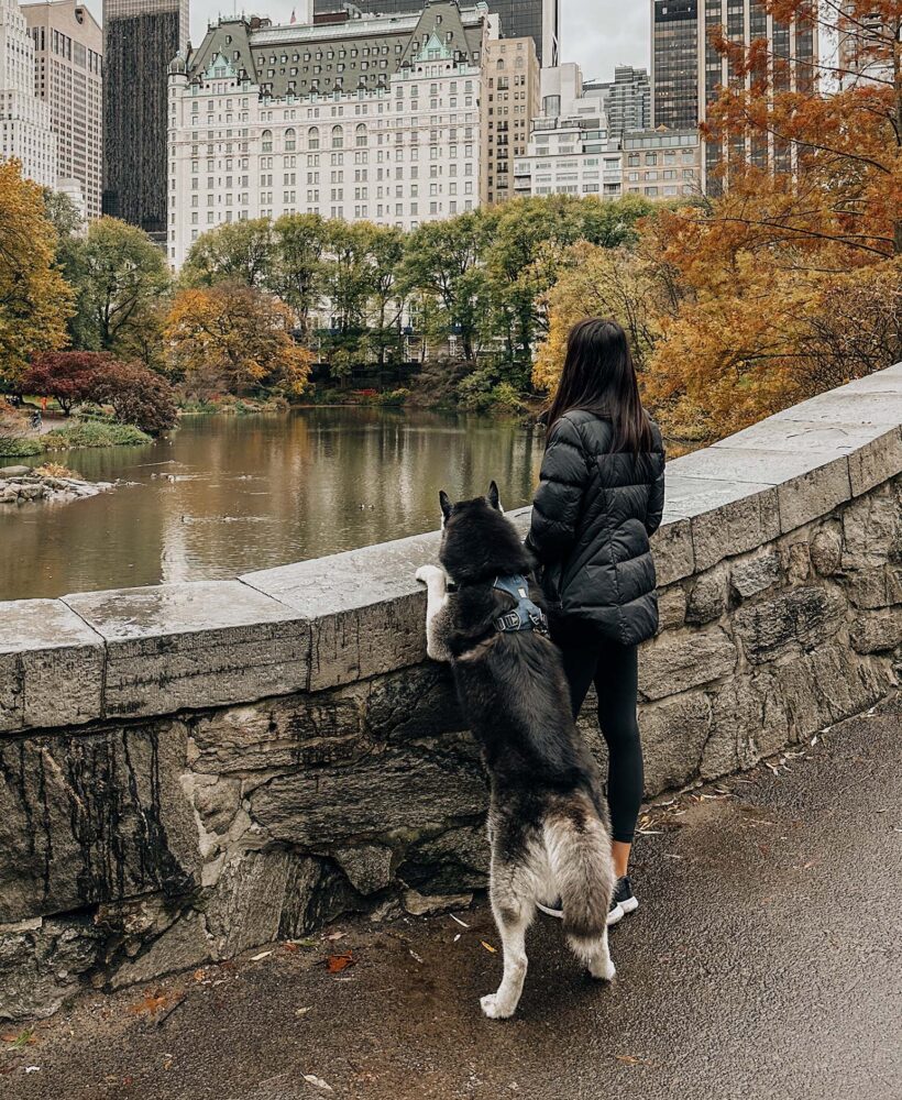 Siberian Husky Dog and girl overlooking Gapstow Bridge in Central Park New York City