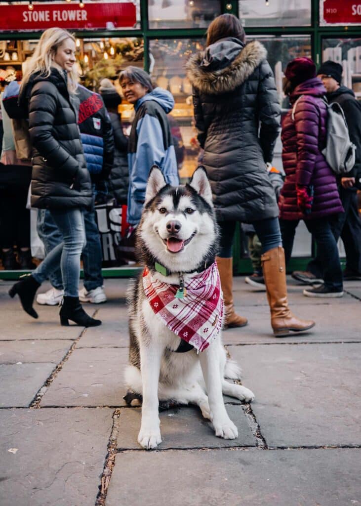 Dog Friendly New York City Holiday Markets