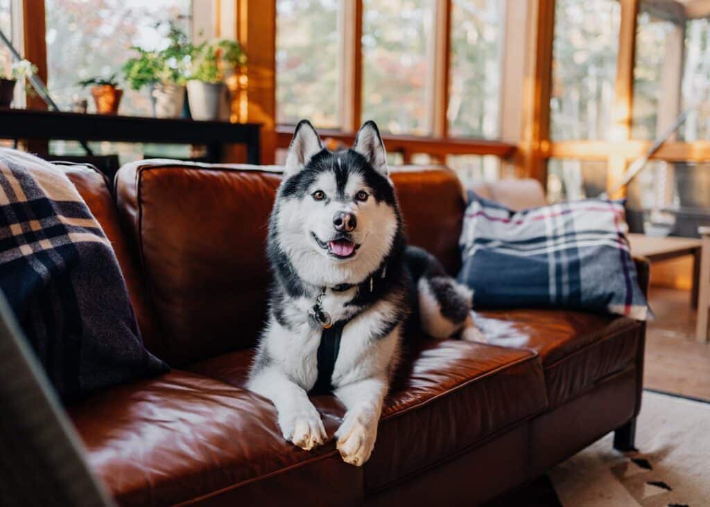 Siberian Husky sits on leather sofa at Terramor Outdoor Resort