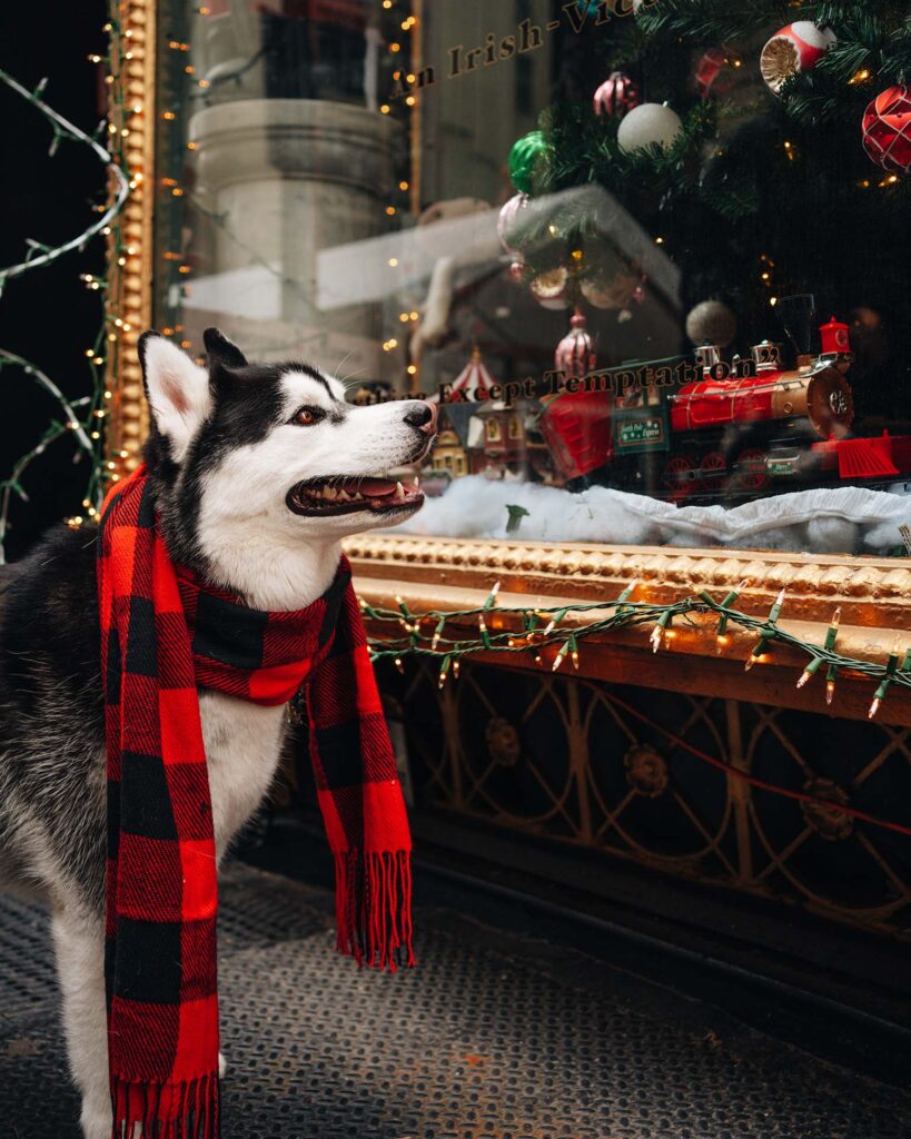 Christmas Window Displays in NYC | Things to do in NYC in December
