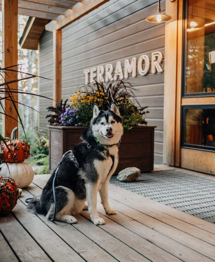 SIBE LIFE | Dog-Friendly Glamping | Terramor Outdoor Resort
