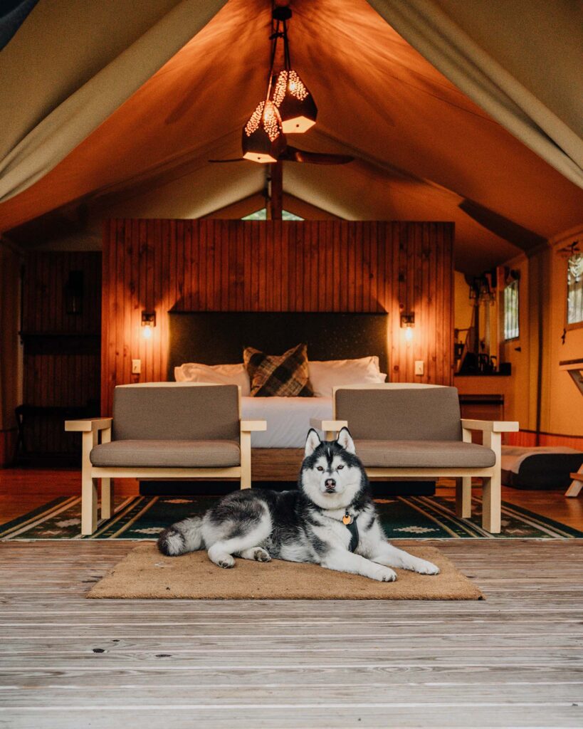 Dog-Friendly Glamping | Terramor Outdoor Resort Bayberry Tent 
