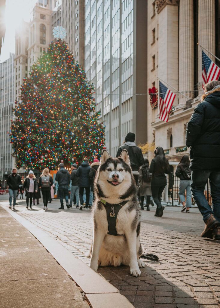 Wall Street Christmas Tree| Things to do in NYC in December