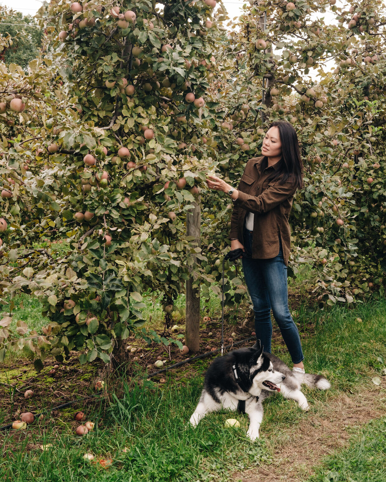 Dog-Friendly Apple Picking Near NYC