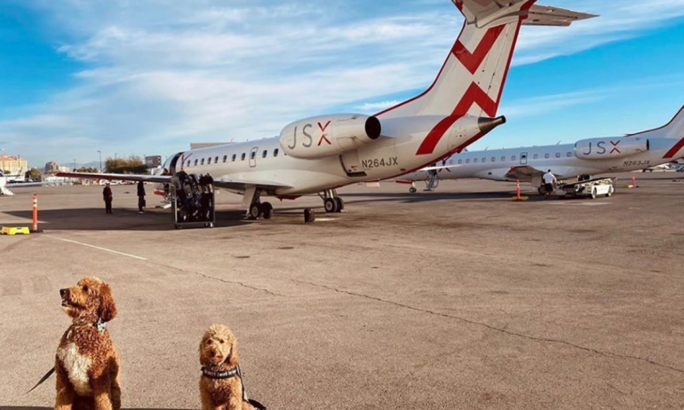 Flying with large dogs in cabin | Dogs sitting front of JSX Private Charter Jet