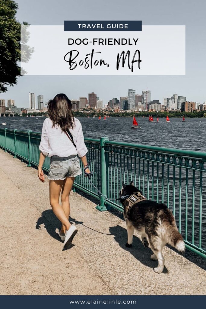 a Pinterest post dog-friendly Boston, MA