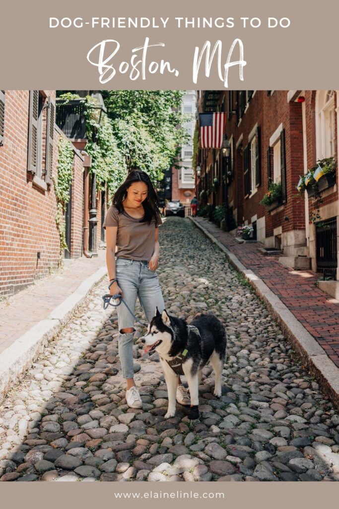a Pinterest post dog-friendly Boston, MA