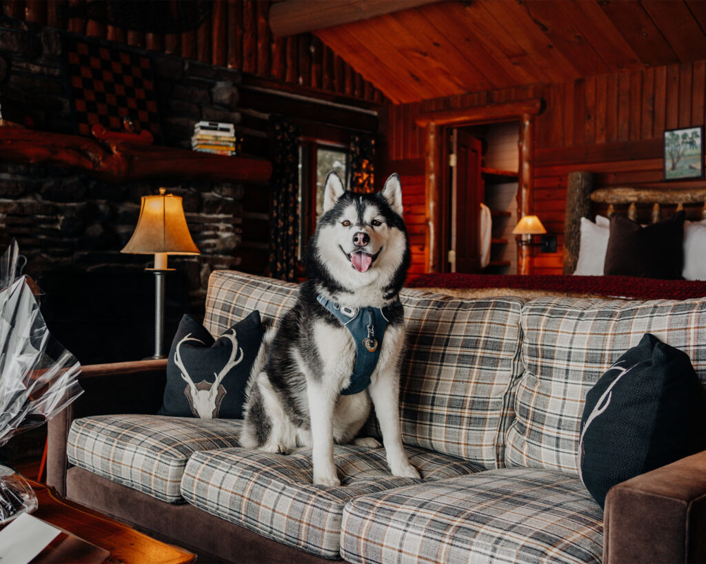 Siberian Husky Dog in a cabin at Lake Placid Lodge