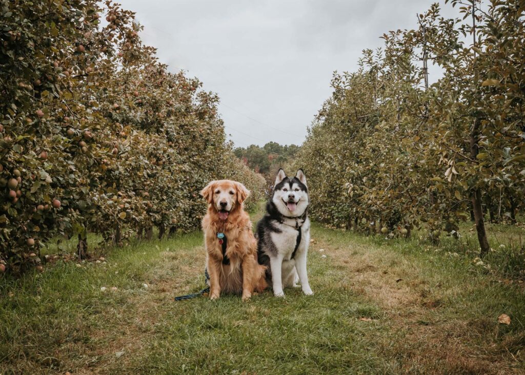 Golden Retriever and Siberian Husky dog sitting at an apple orchard.