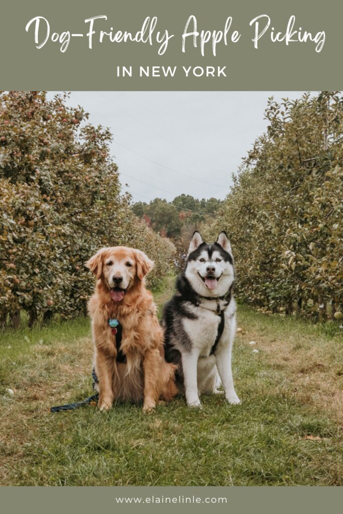 Golden Retriever and Siberian Husky Sitting in Apple Orchard