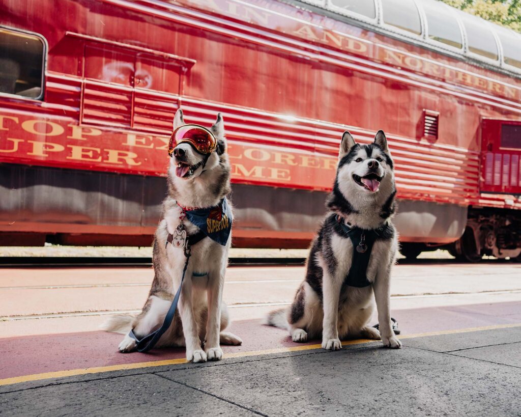 Two siberian husky dogs sitting in front of an old school diesel engine train.