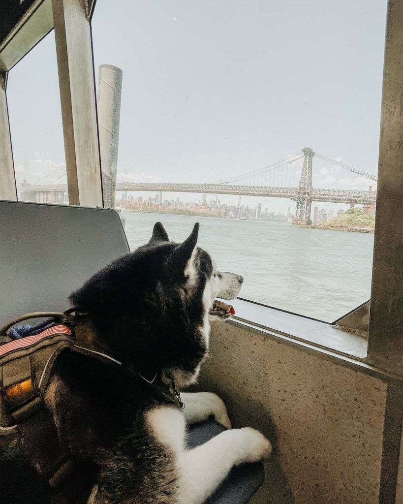 Dog Friendly NYC Ferry Ride