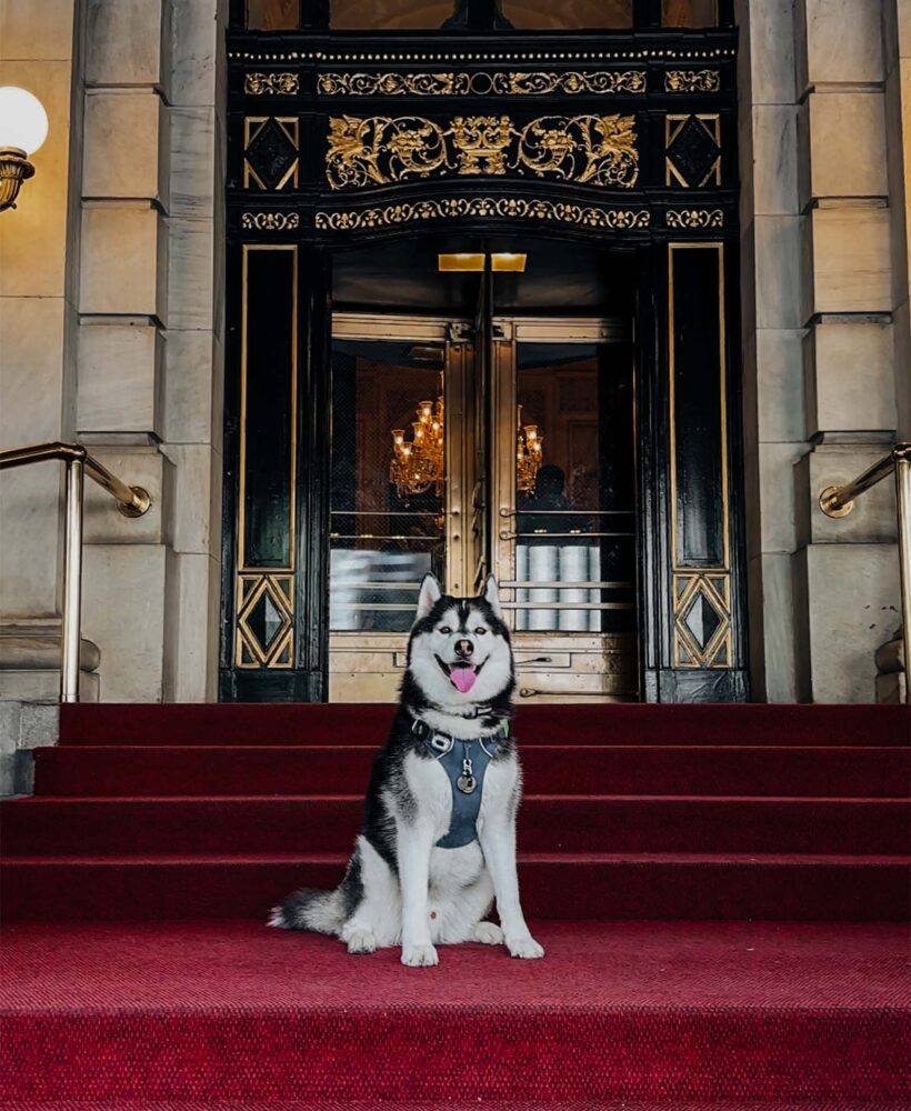Siberian Husky Dog sits in front of the Plaza Hotel in NYC.