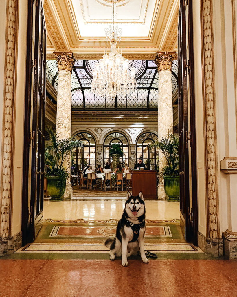 Siberian Husky sitting in front of the champagne room in the plaza hotel in New York City