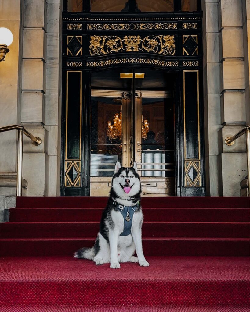 Siberian Husky dog sitting in front of the Plaza Hotel