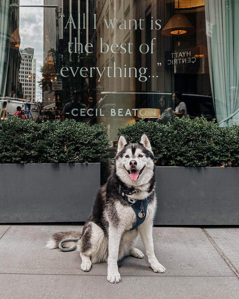 Siberian Husky dog sitting in front of the Wall Street Hotel In New York City.