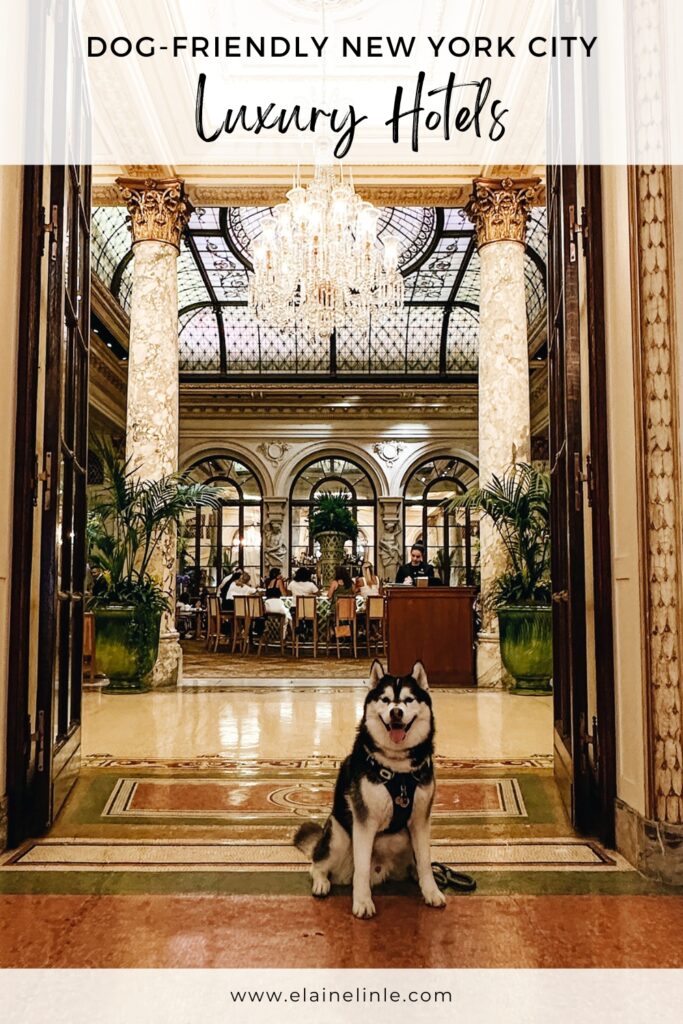 A pinterest pin of a siberian husky sitting in front of the plaza hotel in New York City