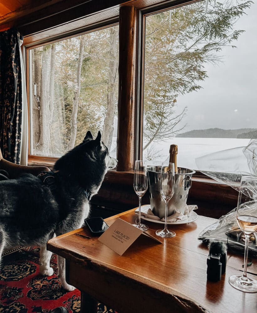 Siberian Husky dog looking out at Lake Placid in the Cabin