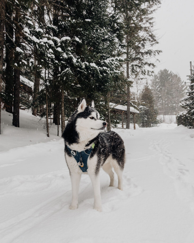 Siberian Husky in the snow