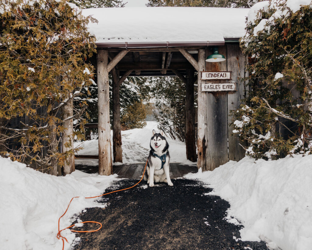Siberian Husky dog at Lake Placid Lodge