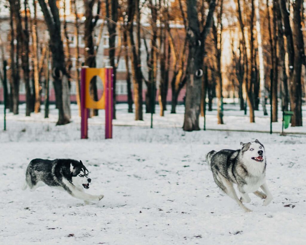 Dog Parks in Montreal Canada