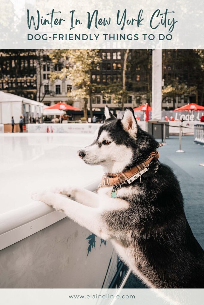 Dog-Friendly Things to do in NYC during Winter