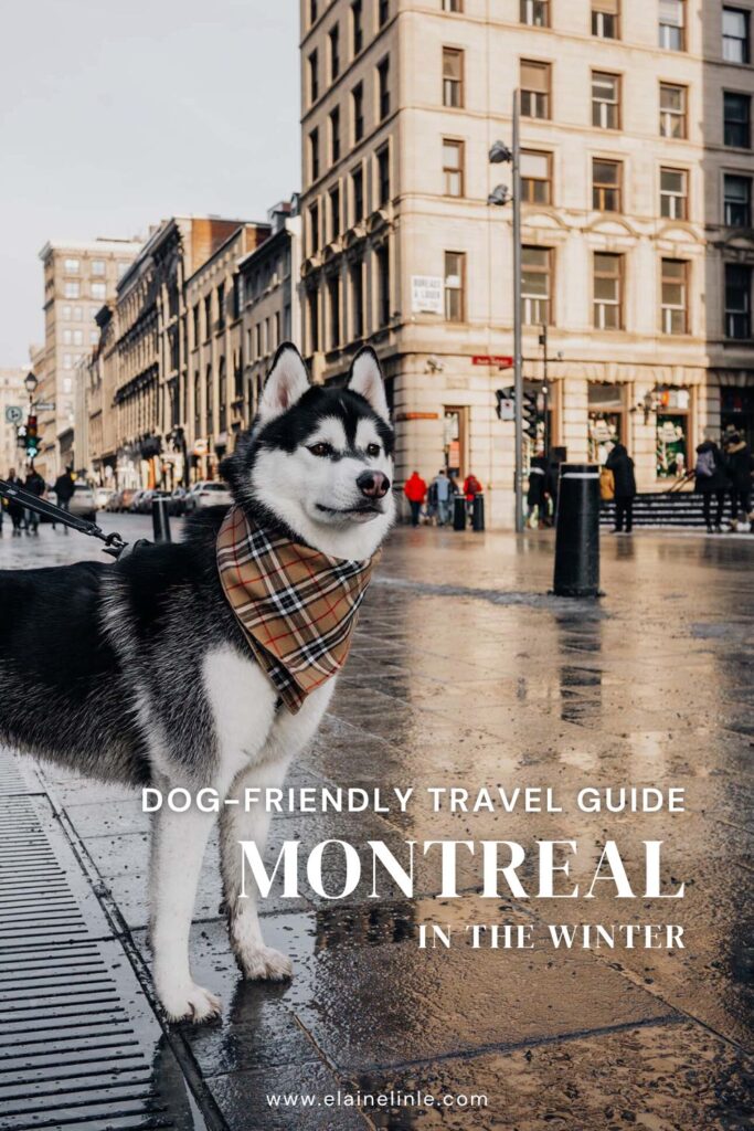 Montreal in the winter dog friendly guide