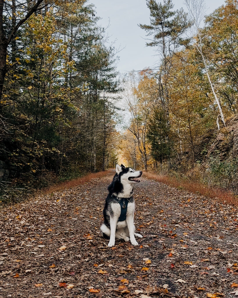 Ashokan Rail Trail Catskills New York State Dog Friendly