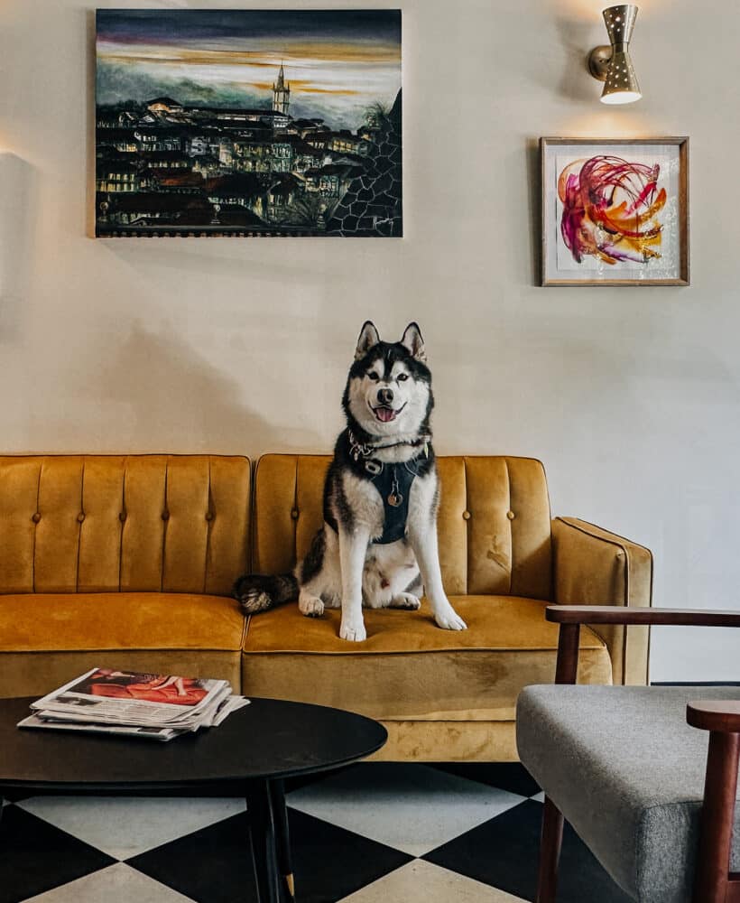 Dog Cafe in NYC