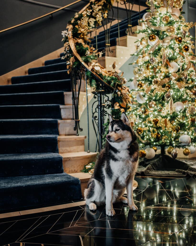Christmas at The Newbury Boston Dog Friendly Hotel