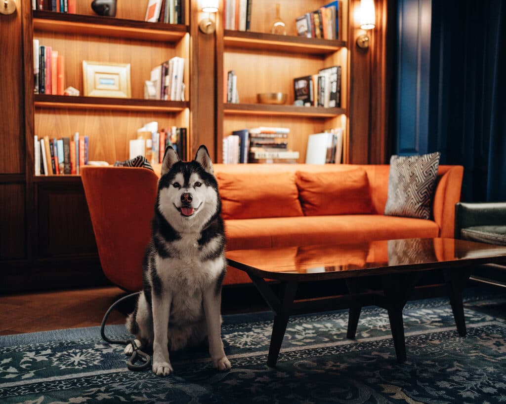 The Newbury Boston Library Dog Friendly Boston Hotel