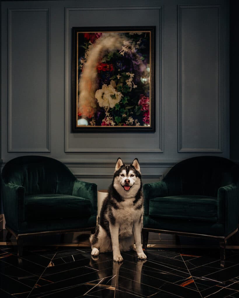 The Newbury Boston Hotel | Dog Friendly Luxury Hotels in Boston