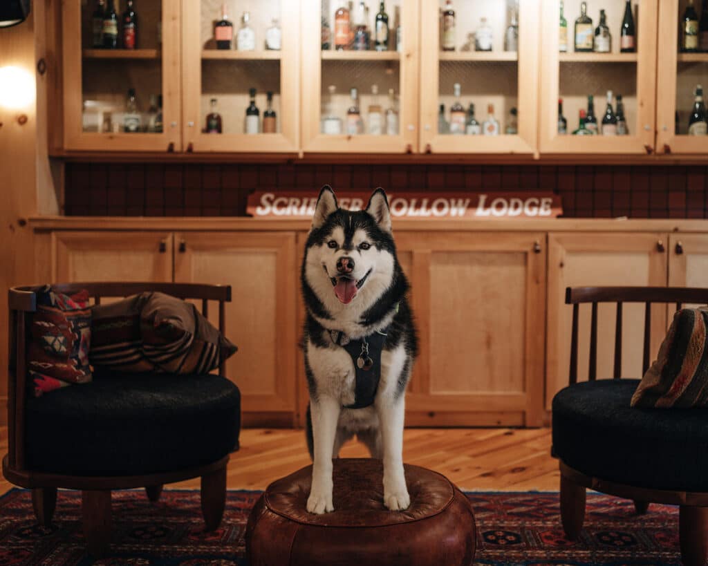 Best Dog Friendly Hotels in the Catskills