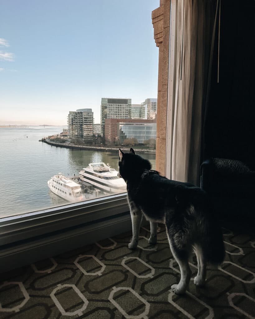 Boston Harbor Hotel Luxury Downtown Boston Hotel Dog Friendly