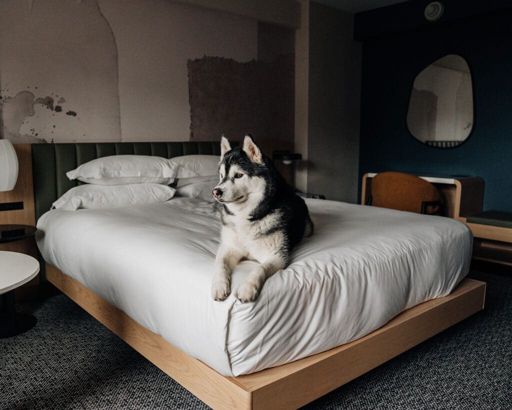 Kimpton Hotel Theta Dog Friendly Accommodations